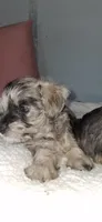 GEM, a female Miniature Schnauzer for sale in Morganton, NC – 3 of 3
