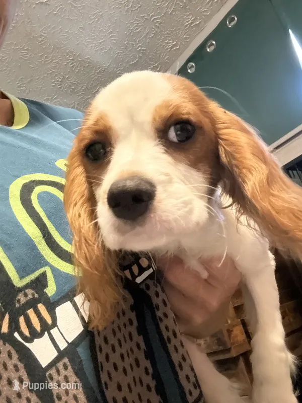 Billy  – Cavalier King Charles Spaniel puppy for sale in Jacksonville, FL