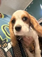Billy , a male Cavalier King Charles Spaniel for sale in Jacksonville, FL – 1 of 2