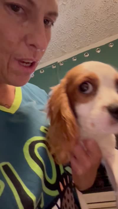 Billy , a male Cavalier King Charles Spaniel for sale in Jacksonville, FL – 2 of 2