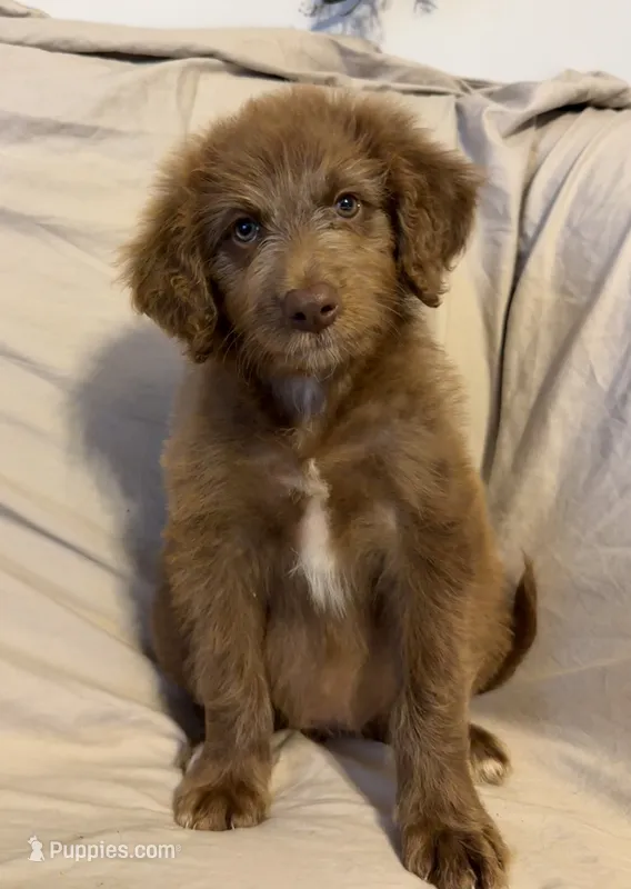 Grizz  – Aussiedoodle puppy for sale in Graham, TX