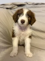Red Bob , a male Aussiedoodle for sale in Graham, TX – 1 of 1