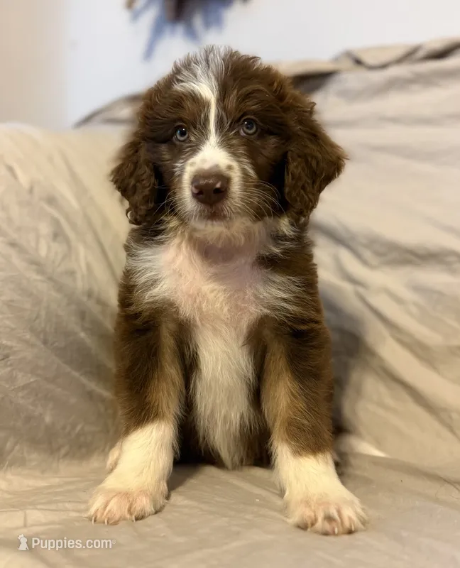 John  – Aussiedoodle puppy for sale in Graham, TX