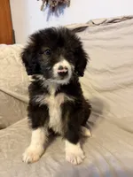 Possum , a male Aussiedoodle for sale in Graham, TX – 1 of 1
