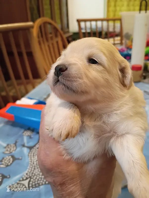 Sugar  – Pomapoo puppy for sale in Johns Island, SC