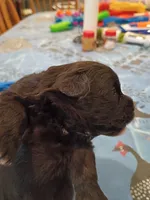 Chin chin, a female Pomapoo for sale in Johns Island, SC – 4 of 8