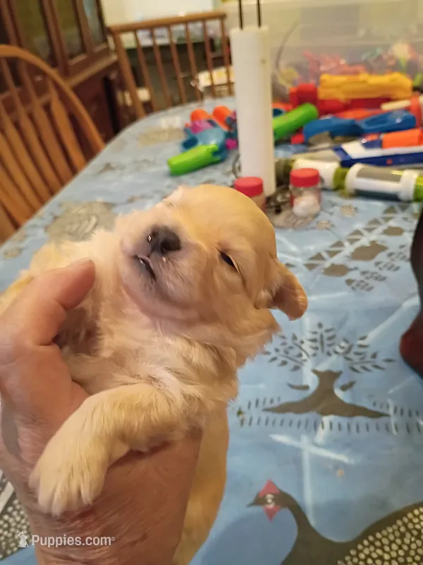 Pure gold – Pomapoo puppy for sale in Johns Island, SC