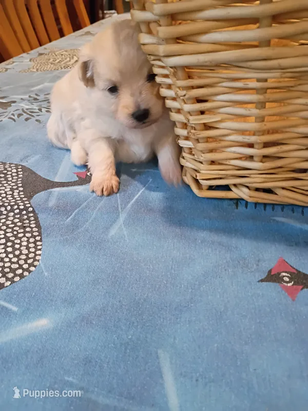 Ice cream  – Pomapoo puppy for sale in Johns Island, SC