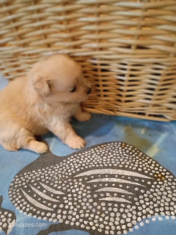 Lotto – Pomapoo puppy for sale in Johns Island, SC