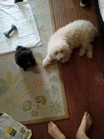 Chin chin, a female Pomapoo for sale in Johns Island, SC – 8 of 8