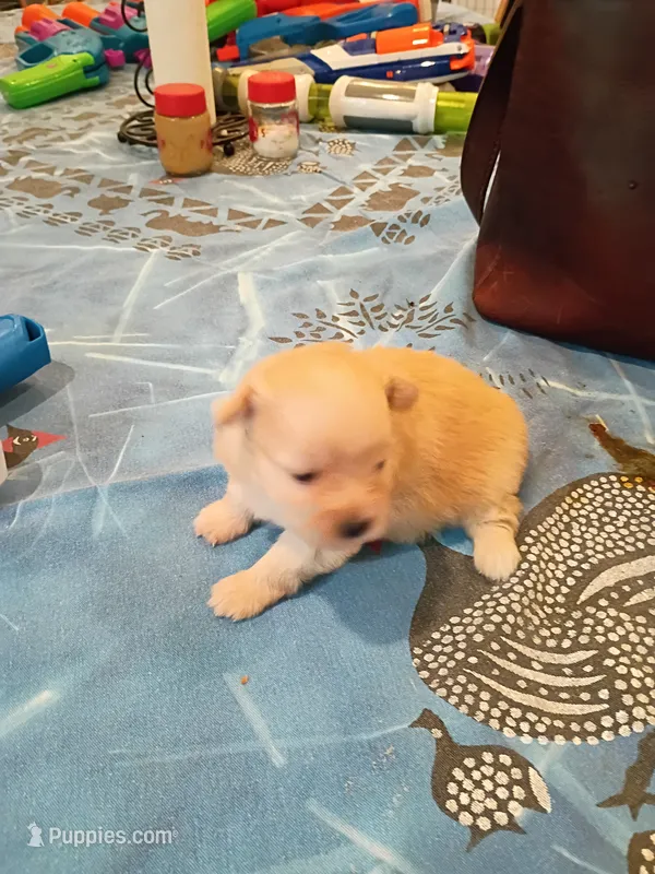 Goldie – Pomapoo puppy for sale in Johns Island, SC
