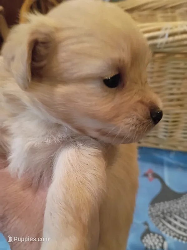 Goldie – Pomapoo puppy for sale in Johns Island, SC