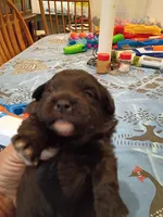 Chin chin, a female Pomapoo for sale in Johns Island, SC – 5 of 8