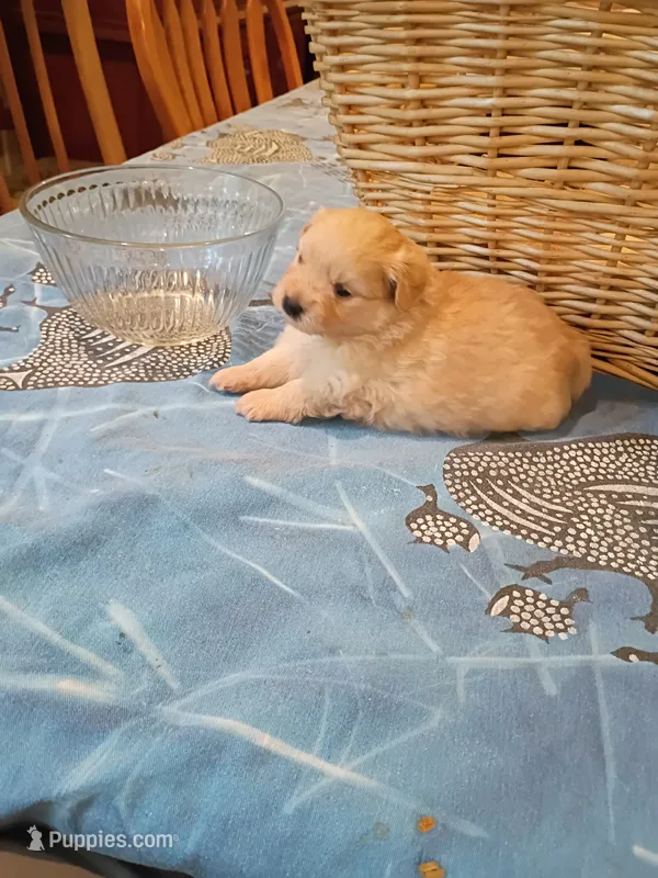 Pure gold – Pomapoo puppy for sale in Johns Island, SC