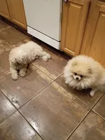 Chin chin, a female Pomapoo for sale in Johns Island, SC – 7 of 8