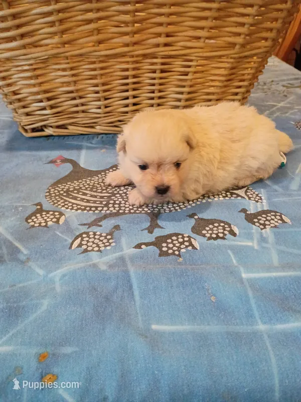 Sugar  – Pomapoo puppy for sale in Johns Island, SC