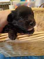 Chin chin, a female Pomapoo for sale in Johns Island, SC – 1 of 8