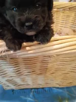 Chin chin, a female Pomapoo for sale in Johns Island, SC – 2 of 8