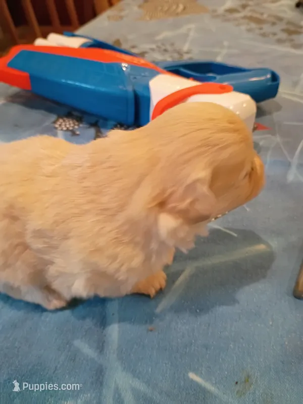 Ice cream  – Pomapoo puppy for sale in Johns Island, SC