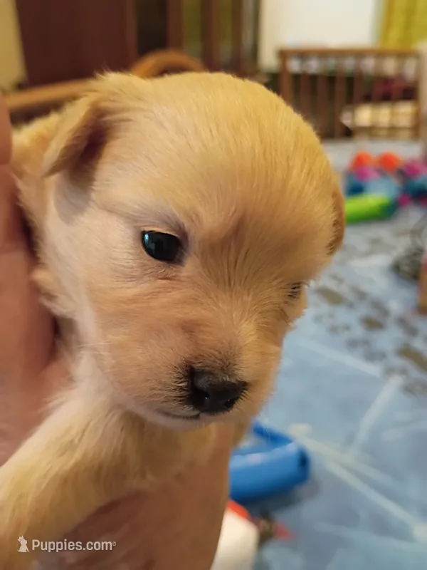 Lotto – Pomapoo puppy for sale in Johns Island, SC