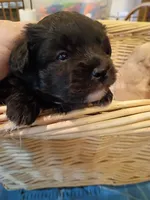 Chin chin, a female Pomapoo for sale in Johns Island, SC – 6 of 8