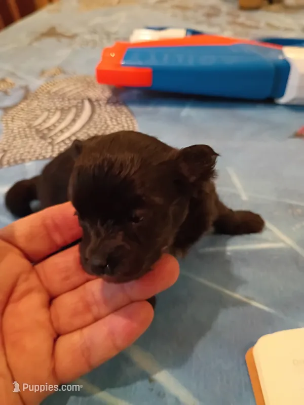 Tiny – Pomapoo puppy for sale in Johns Island, SC