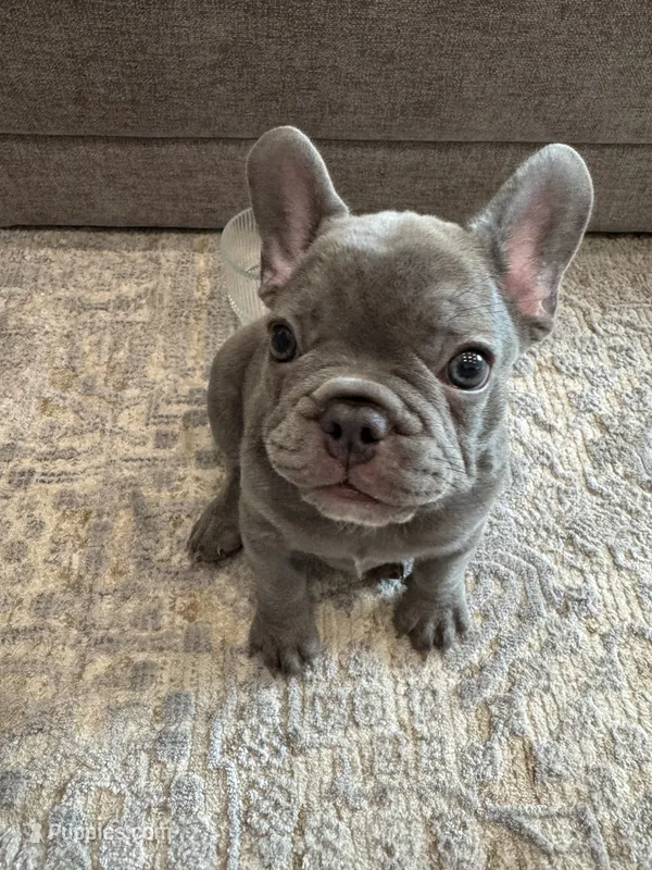 Tank – French Bulldog puppy for sale in Orange, CA