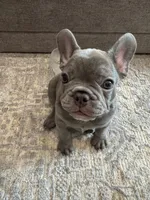 Tank, a male French Bulldog for sale in Orange, CA – 1 of 2