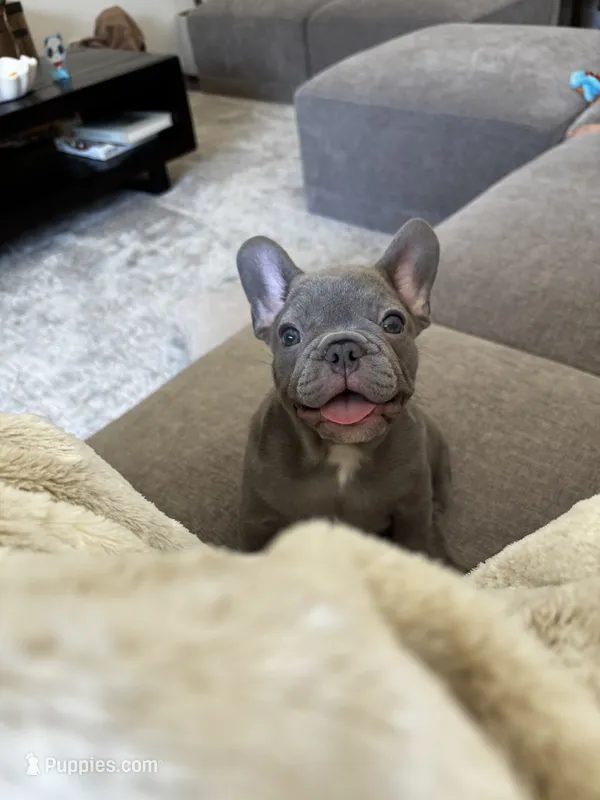 Tank – French Bulldog puppy for sale in Orange, CA