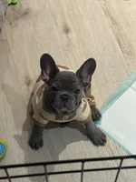 Tank, a male French Bulldog for sale in Orange, CA – 2 of 2
