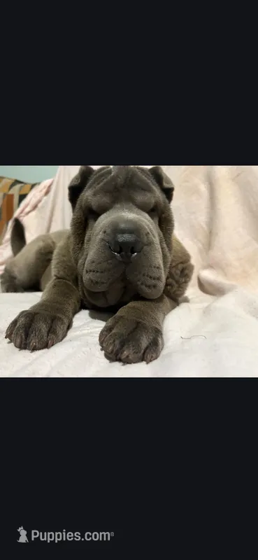 Lucy – Chinese Shar-Pei puppy for sale in Midwest City, OK
