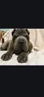 Lucy, a female Chinese Shar-Pei for sale in Midwest City, OK – 1 of 4