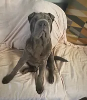 Bubba, a male Chinese Shar-Pei for sale in Midwest City, OK – 2 of 4