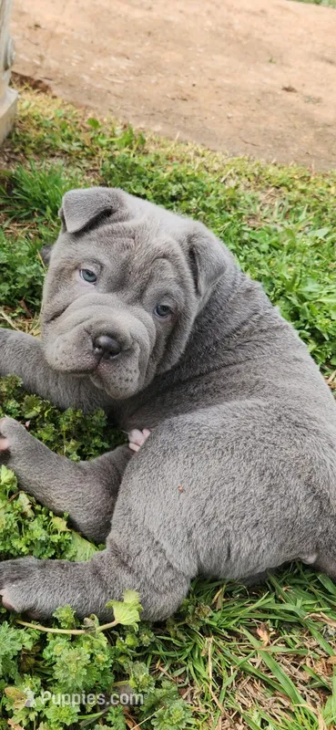 Bubba (BLUE EYES) – Chinese Shar-Pei puppy for sale in Midwest City, OK