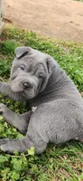 Bubba (BLUE EYES), a male Chinese Shar-Pei for sale in Midwest City, OK – Photo 1 of 3
