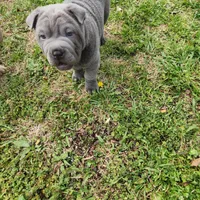 Bubba (BLUE EYES), a male Chinese Shar-Pei for sale in Midwest City, OK – Photo 3 of 3