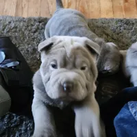 Bubba, a male Chinese Shar-Pei for sale in Midwest City, OK – Photo 2 of 4