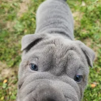 Bubba (BLUE EYES), a male Chinese Shar-Pei for sale in Midwest City, OK – Photo 2 of 3