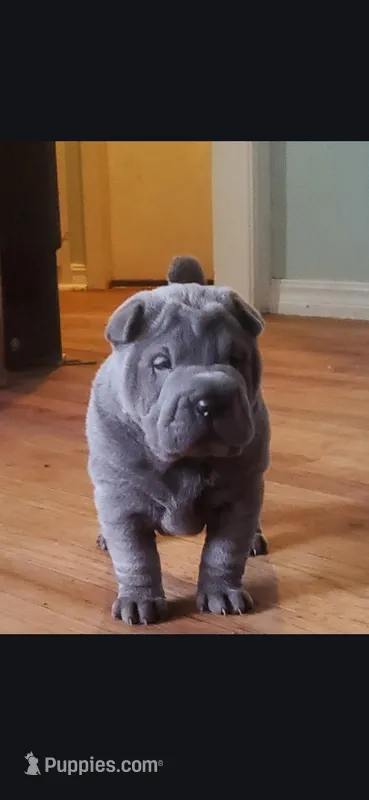 Bubba, a male Chinese Shar-Pei for sale in Midwest City, OK – Photo 1 of 4