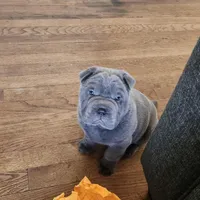 Bubba, a male Chinese Shar-Pei for sale in Midwest City, OK – Photo 4 of 4