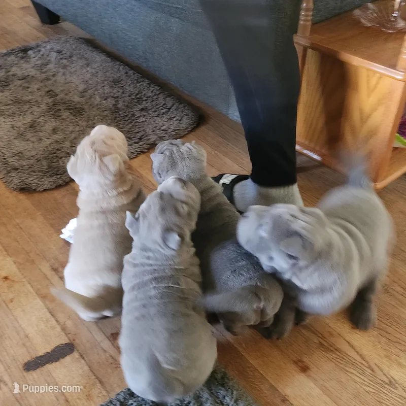 Lucy, a female Chinese Shar-Pei for sale in Midwest City, OK – Photo 1 of 2