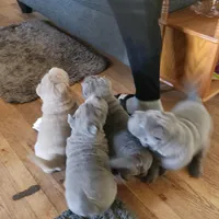 Lucy, a female Chinese Shar-Pei for sale in Midwest City, OK – Photo 1 of 2