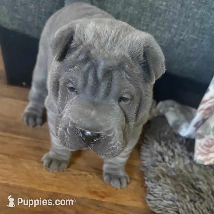 Lucy – Chinese Shar-Pei puppy for sale in Midwest City, OK