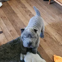 Lucy, a female Chinese Shar-Pei for sale in Midwest City, OK – Photo 2 of 2