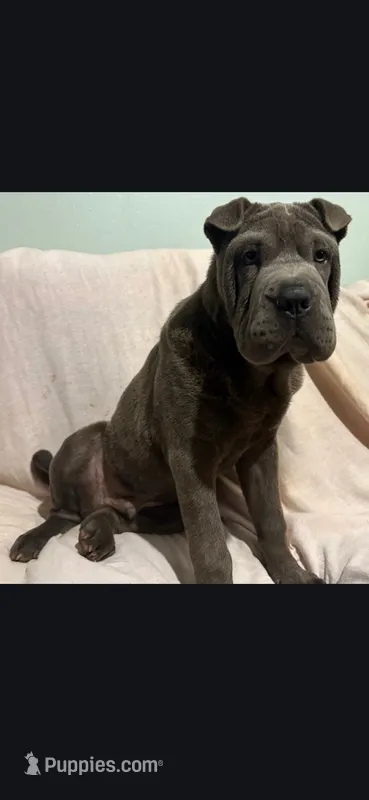 Bubba – Chinese Shar-Pei puppy for sale in Midwest City, OK