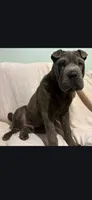 Bubba, a male Chinese Shar-Pei for sale in Midwest City, OK – 1 of 4