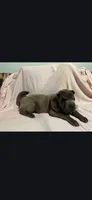 Lucy, a female Chinese Shar-Pei for sale in Midwest City, OK – 3 of 4