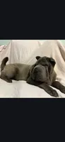 Lucy, a female Chinese Shar-Pei for sale in Midwest City, OK – 4 of 4