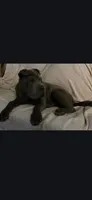 Bubba, a male Chinese Shar-Pei for sale in Midwest City, OK – 4 of 4