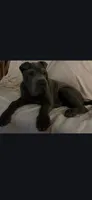 Bubba, a male Chinese Shar-Pei for sale in Midwest City, OK – 3 of 4
